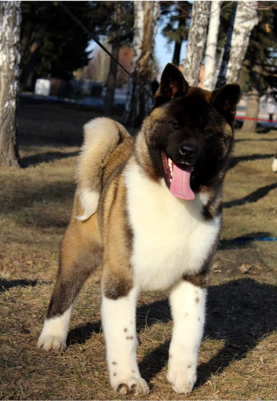 Triumf Sibiri Sting Shape of my Heart * Сэм  (Отец Zar Born To Be Famous Iz Ryzhei Stai , Мать Triumf Sibiri Dreams Come True)  Американская Акита кобель питомник RUBYLIGHT Санкт-Петербург