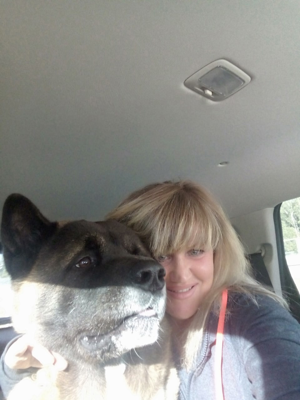 Американская акита питомник RUBYLIGHT. Американская акита I Сиба ину I Питомник RUBYLIGHT