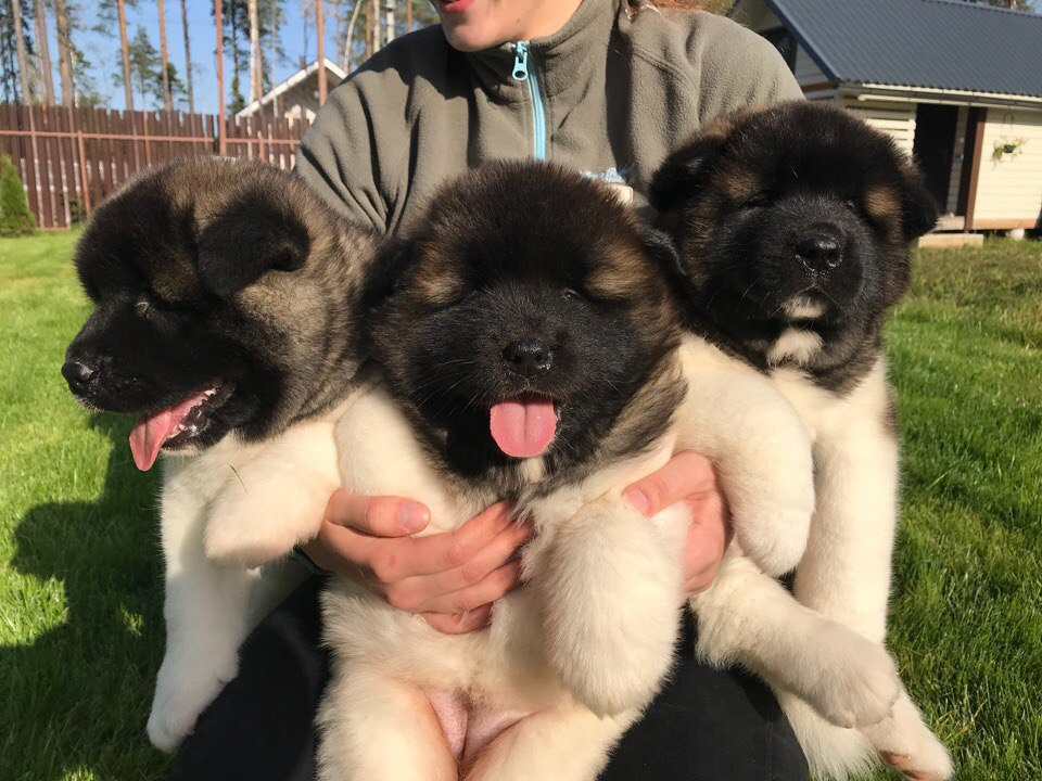 Помет И общее. AMERICAN AKITA RUBYLIGHT KENNEL I SHIBA-INU