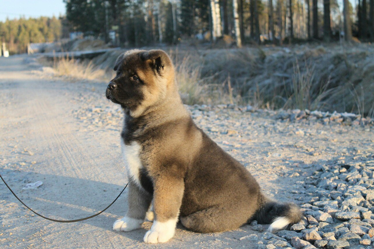 Американская акита питомник RUBYLIGHT. Американская акита I Сиба ину I Питомник RUBYLIGHT