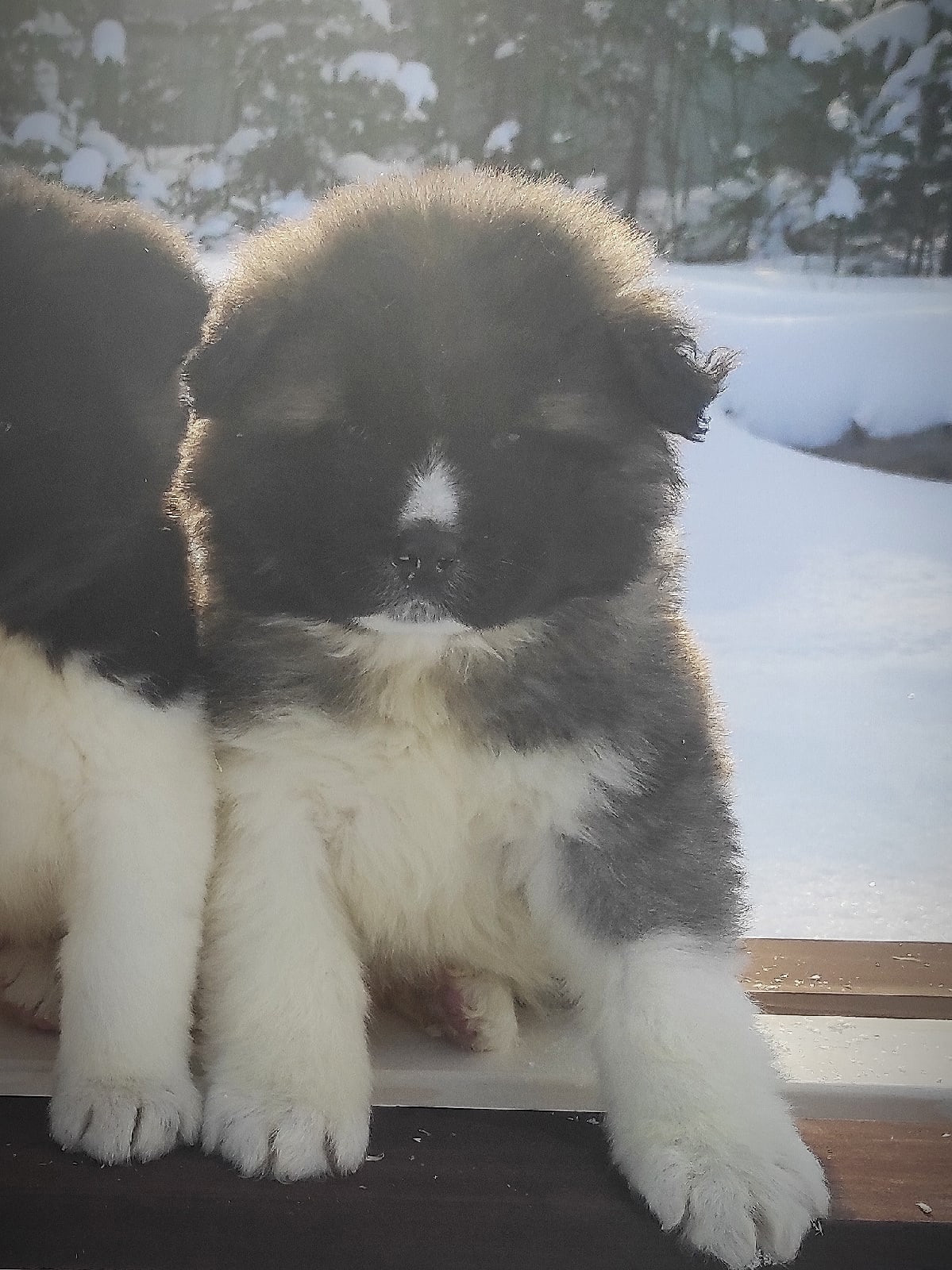 Американская акита щенки питомник