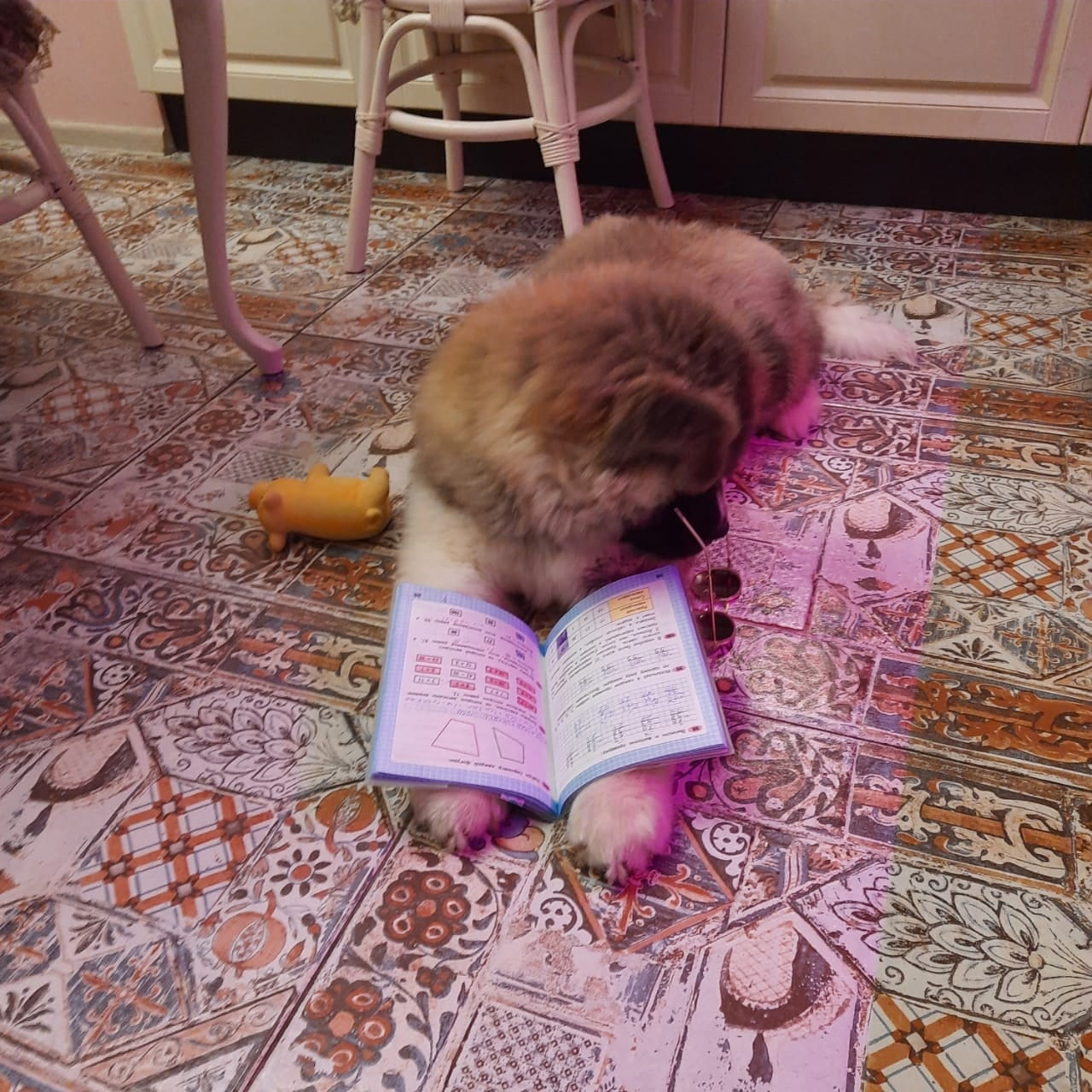 Американская акита щенки питомник