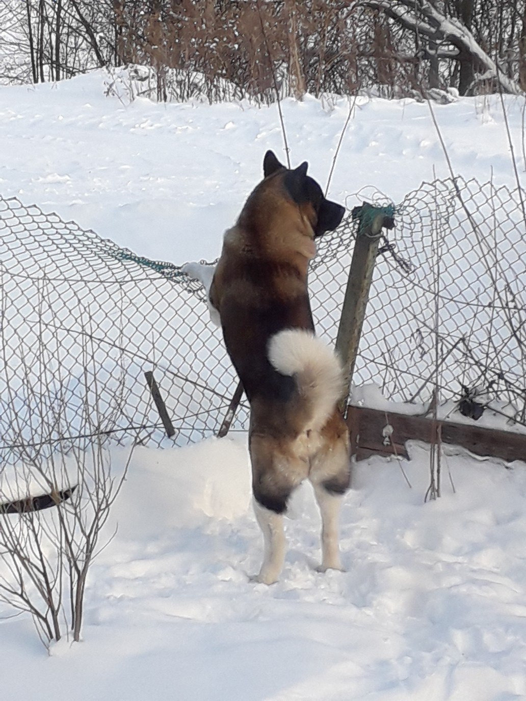 Американская акита питомник RUBYLIGHT. Американская акита I Сиба ину I Питомник RUBYLIGHT