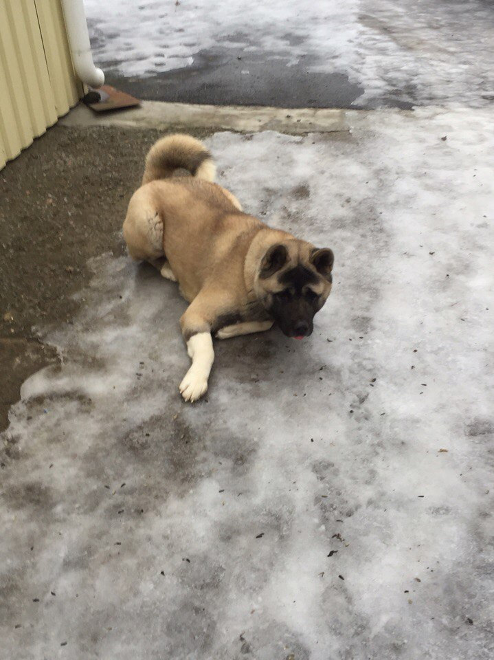 Svargas Dancing in the rain. AMERICAN AKITA RUBYLIGHT KENNEL I SHIBA-INU