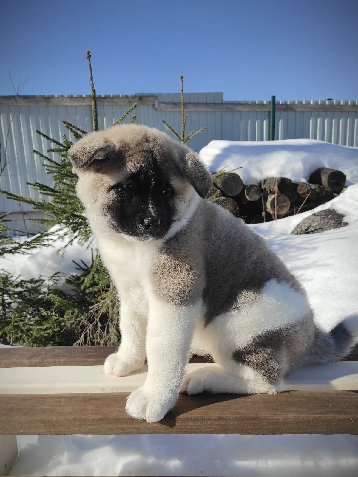 Помет Х дата рождения 21.01.2021 Отец: Alter Real Mercury , Мать: RUBYLIGHT BIYA