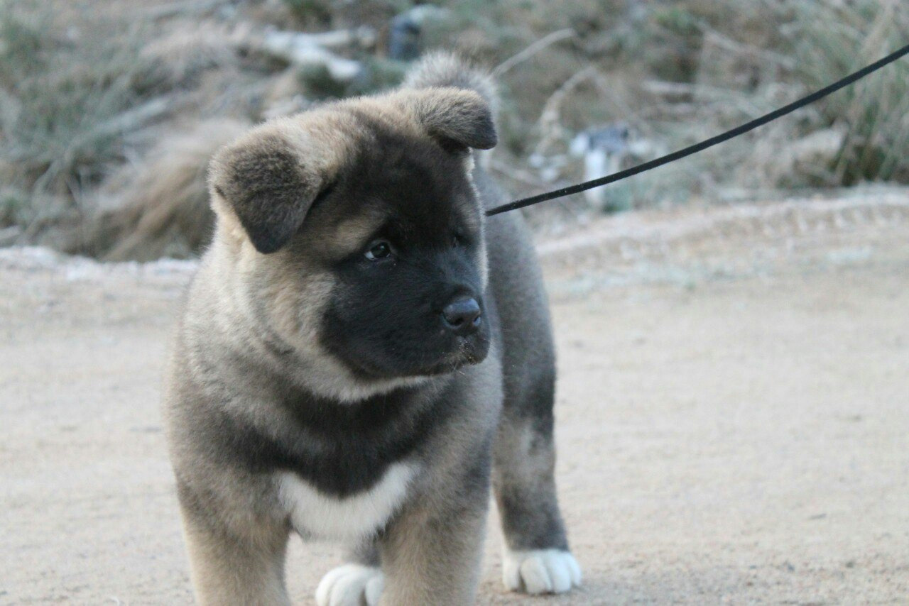 Американская акита питомник RUBYLIGHT. Американская акита I Сиба ину I Питомник RUBYLIGHT