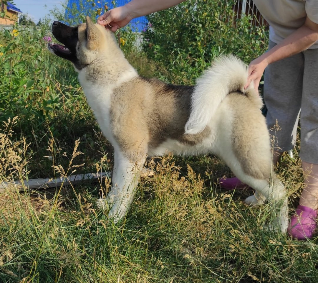 Помет Х дата рождения 21.01.2021 Отец: Alter Real Mercury , Мать: RUBYLIGHT BIYA