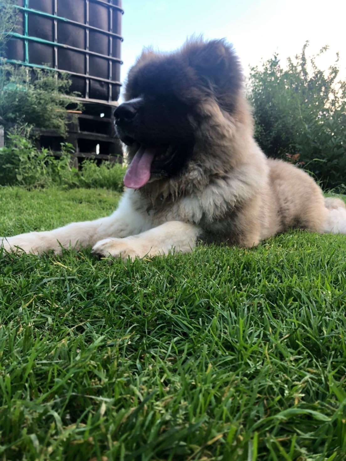 Американская акита щенки питомник