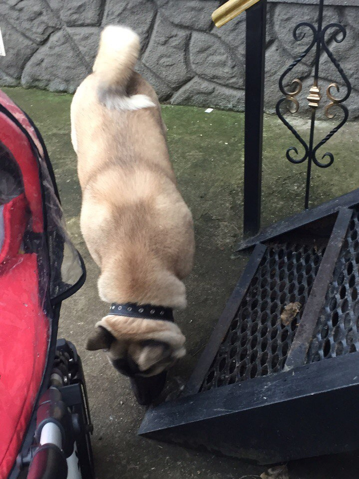 Svargas Dancing in the rain. AMERICAN AKITA RUBYLIGHT KENNEL I SHIBA-INU