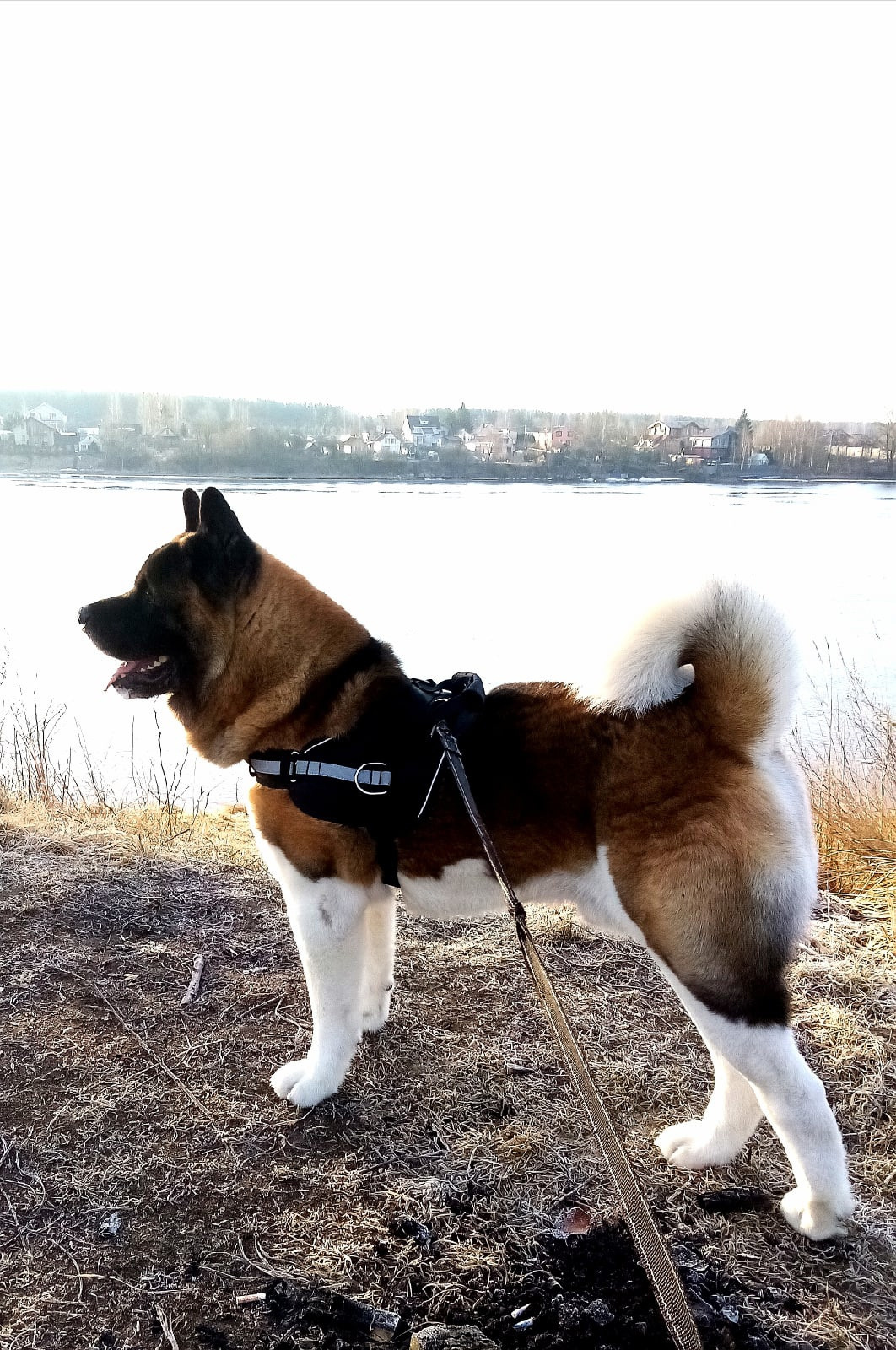 Американская акита питомник RUBYLIGHT. Американская акита I Сиба ину I Питомник RUBYLIGHT