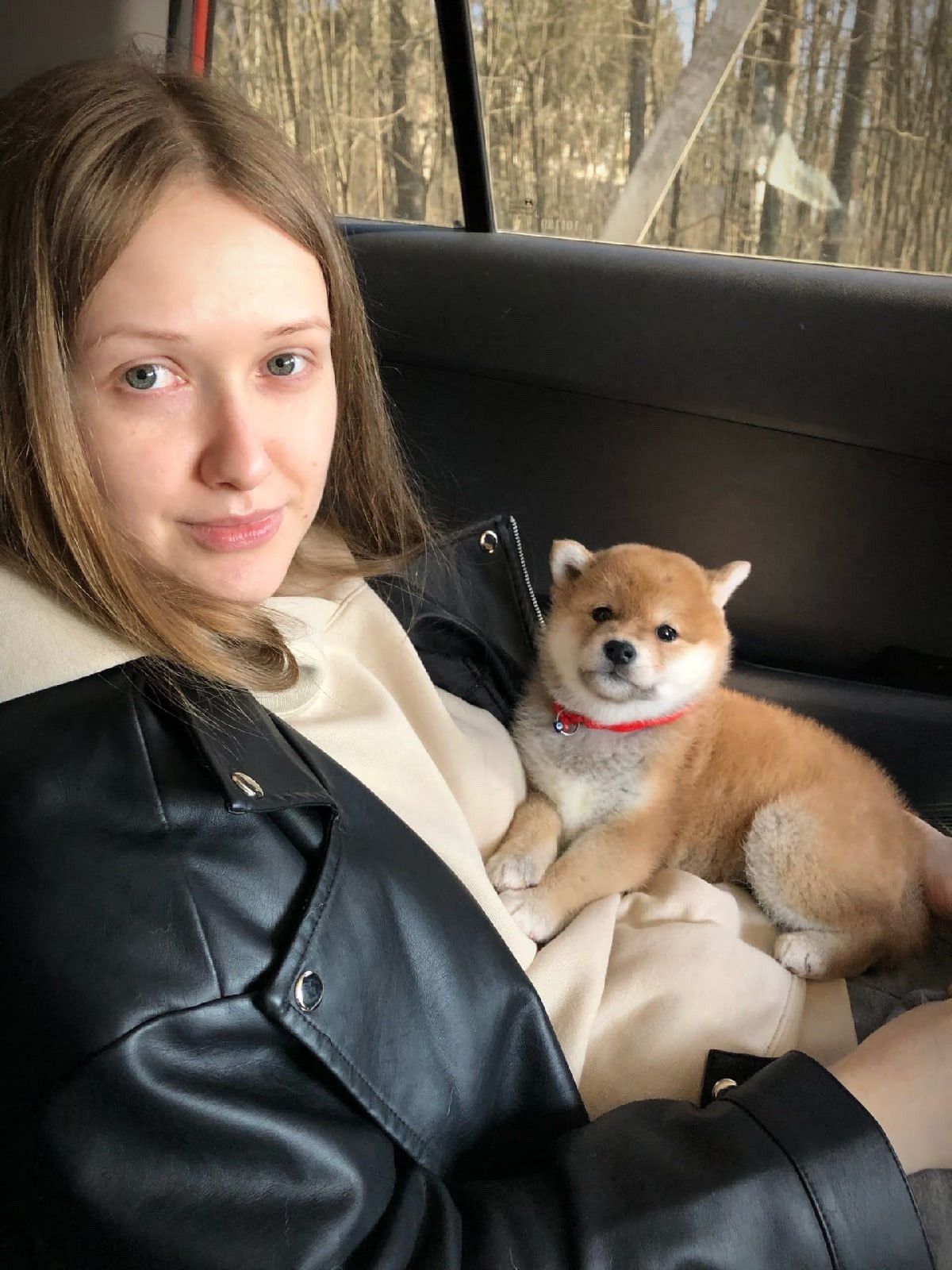 Сиба питомник RUBYLIGHT. Американская акита I Сиба ину I Питомник RUBYLIGHT