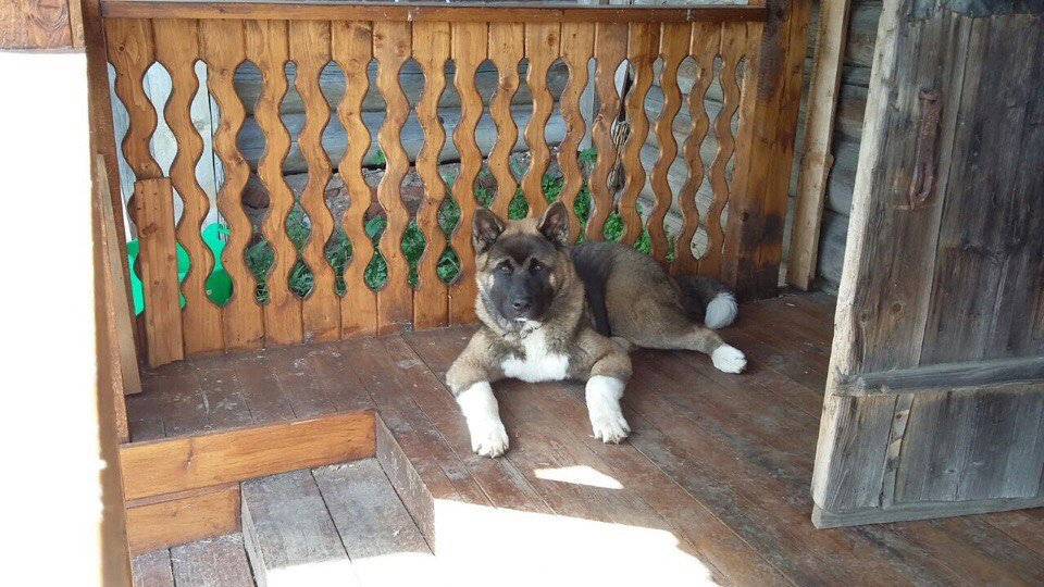 Svargas Odissey * Чоко. AMERICAN AKITA RUBYLIGHT KENNEL I SHIBA-INU