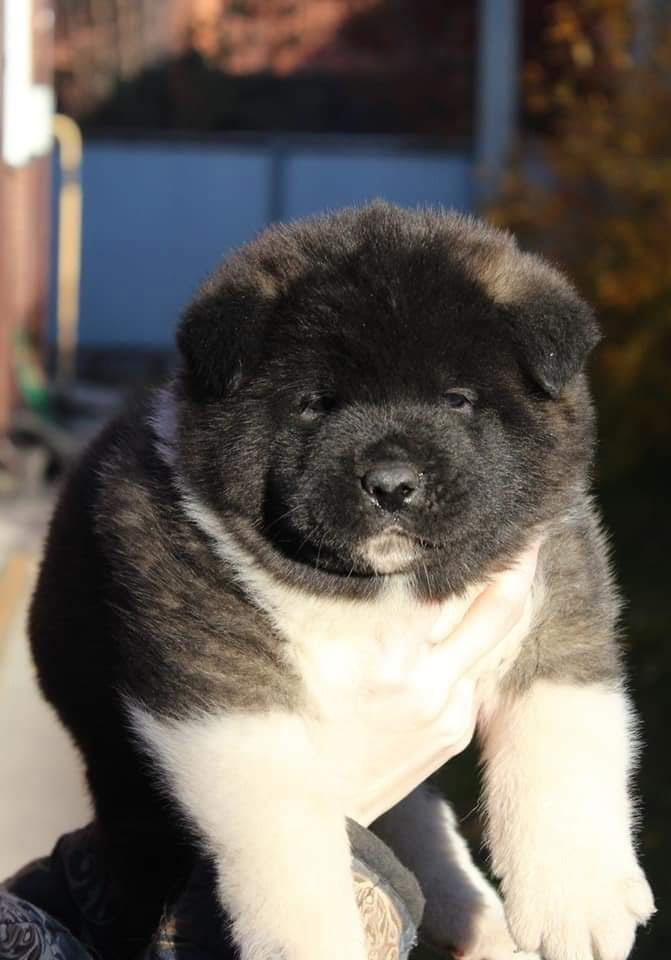 Triumf Sibiri Sting Shape of my Heart * Сэм  (Отец Zar Born To Be Famous Iz Ryzhei Stai , Мать Triumf Sibiri Dreams Come True)  Американская Акита кобель питомник RUBYLIGHT Санкт-Петербург