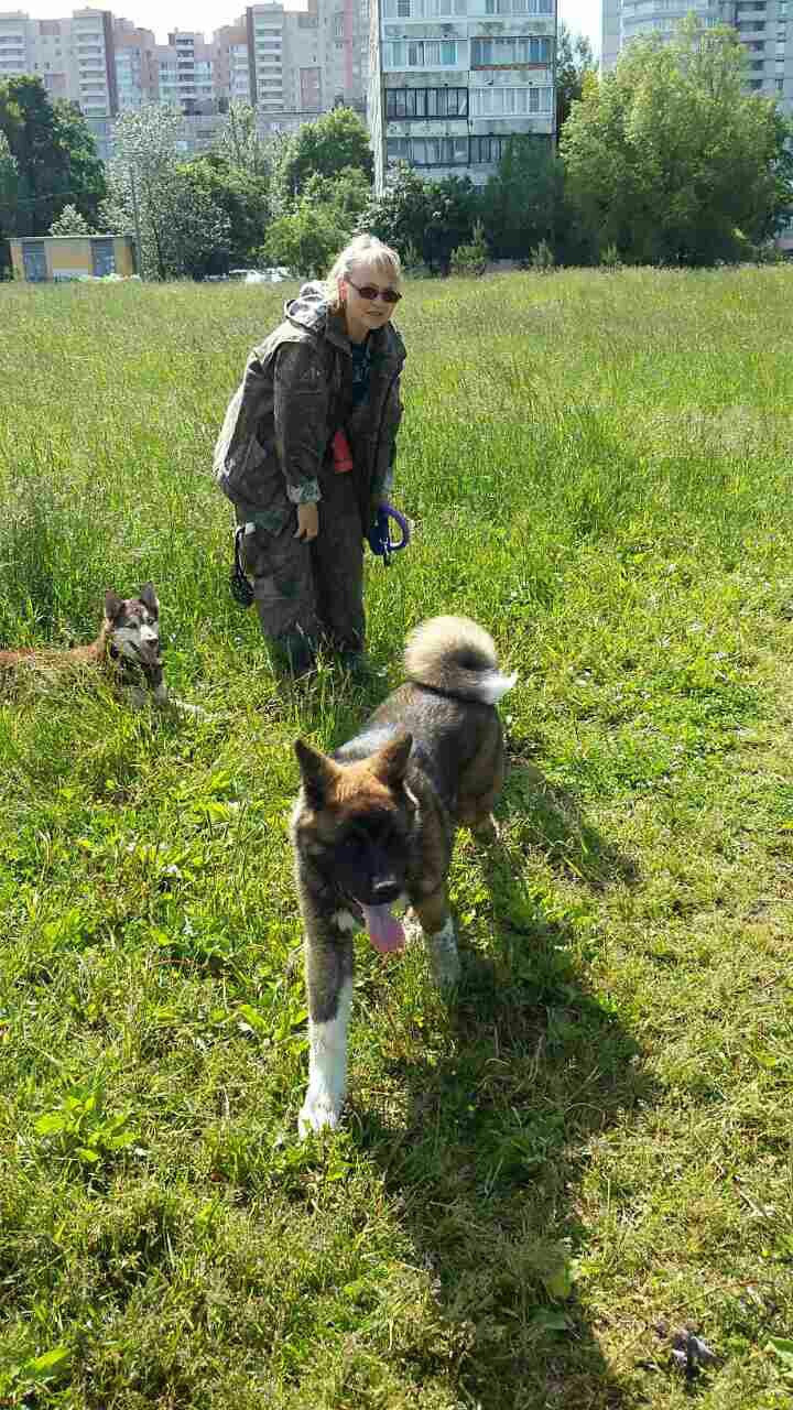 Svargas Odissey * Чоко. AMERICAN AKITA RUBYLIGHT KENNEL I SHIBA-INU