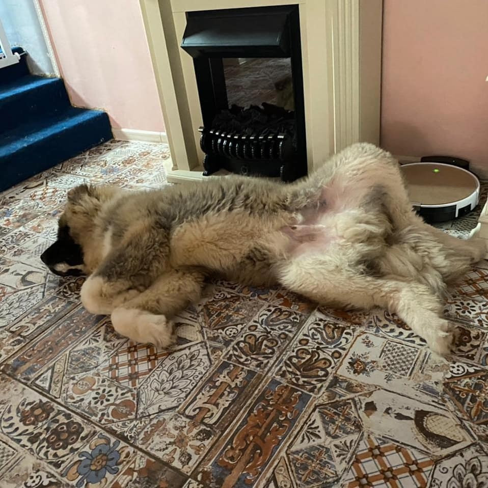 Американская акита щенки питомник