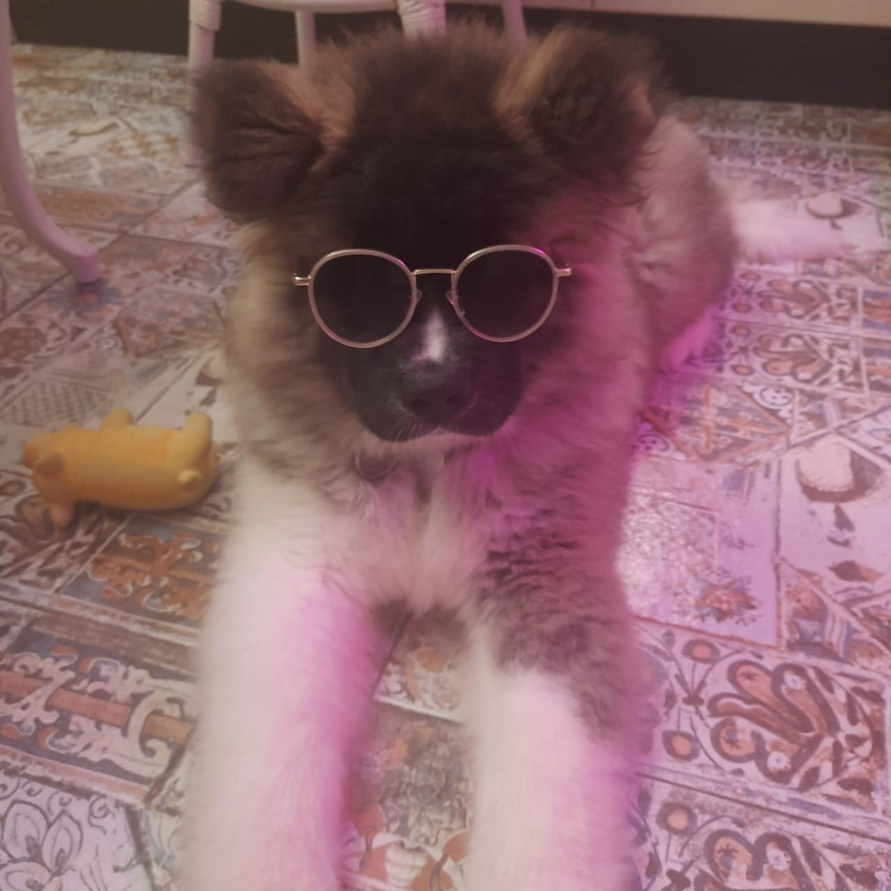 Американская акита щенки питомник