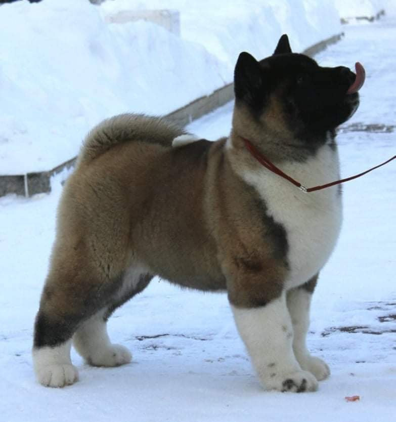 Triumf Sibiri Sting Shape of my Heart * Сэм  (Отец Zar Born To Be Famous Iz Ryzhei Stai , Мать Triumf Sibiri Dreams Come True)  Американская Акита кобель питомник RUBYLIGHT Санкт-Петербург