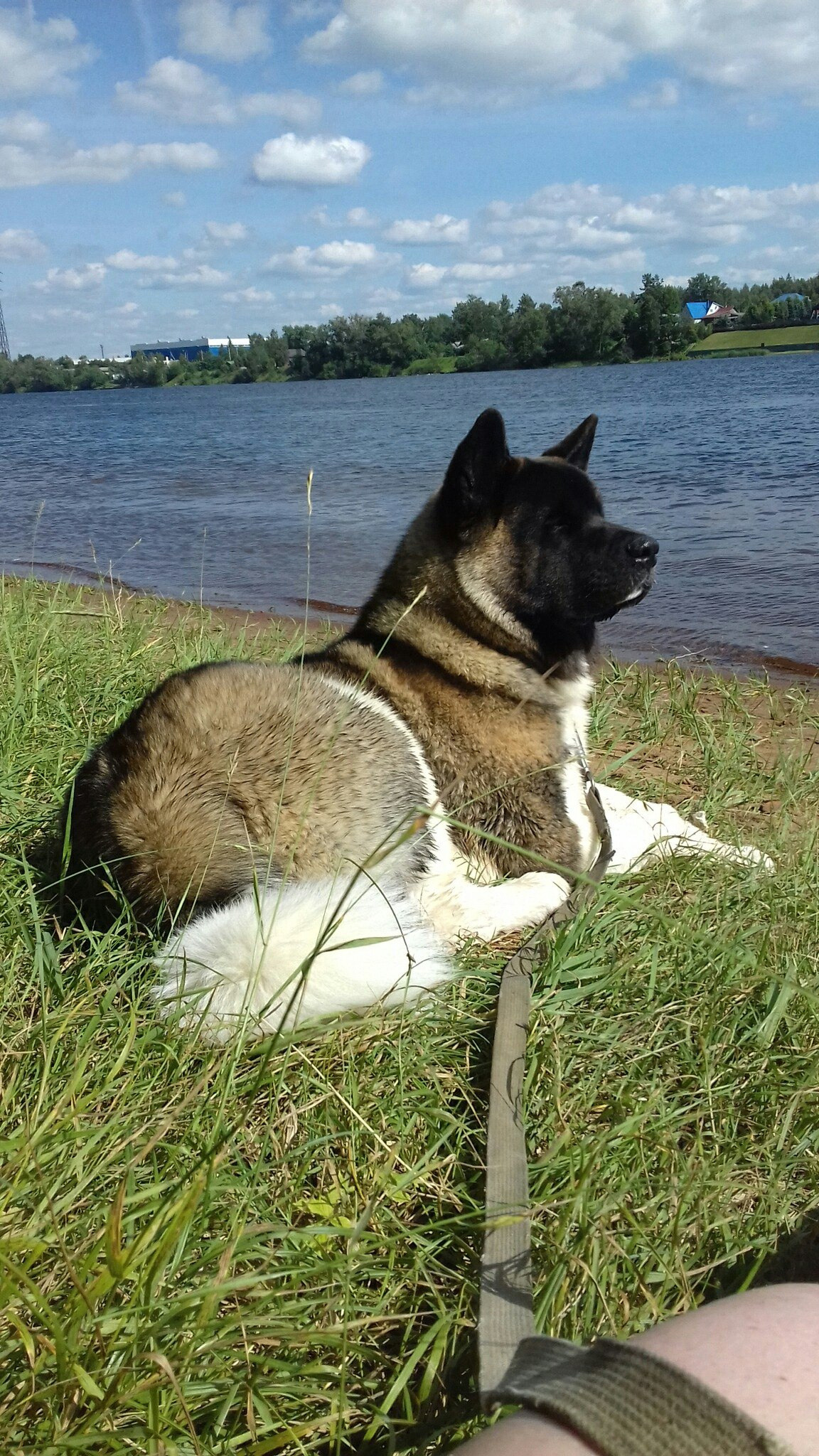 Американская акита питомник RUBYLIGHT. Американская акита I Сиба ину I Питомник RUBYLIGHT