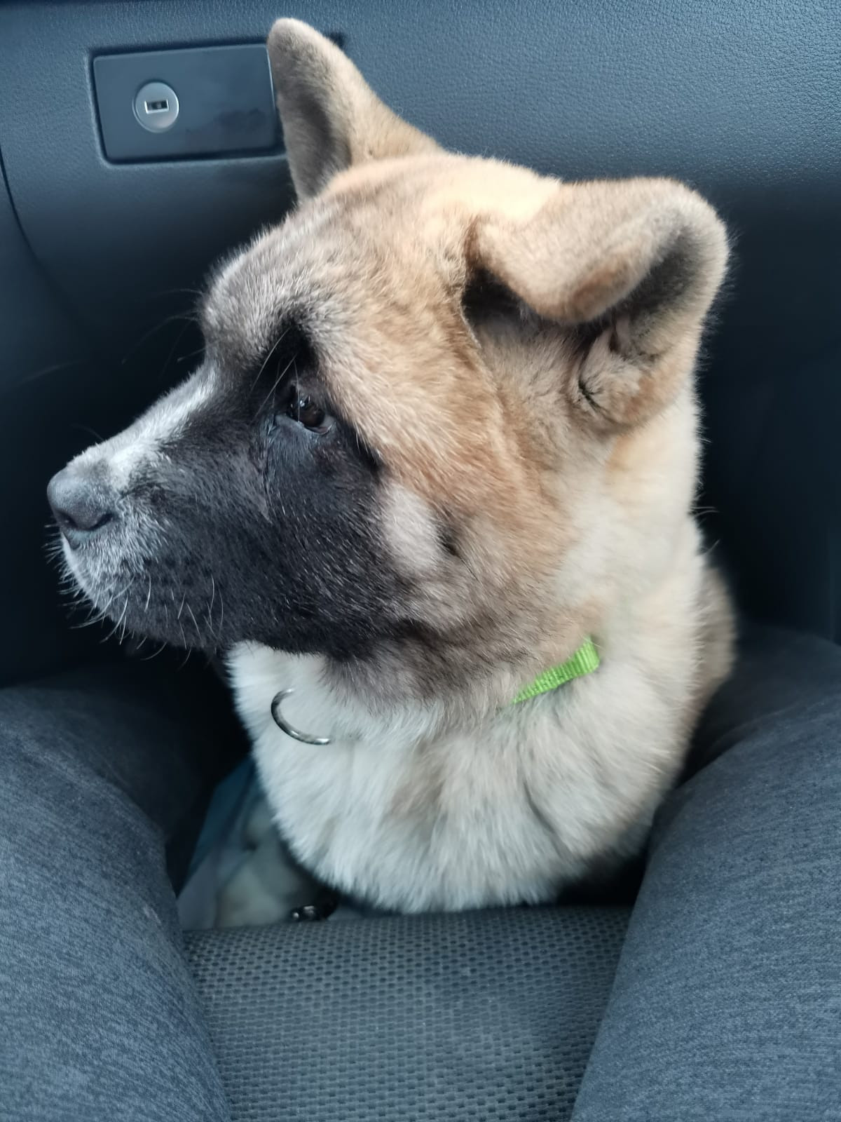 RUBYLIGHT GUCHI * Гуччи. AMERICAN AKITA RUBYLIGHT KENNEL I SHIBA-INU