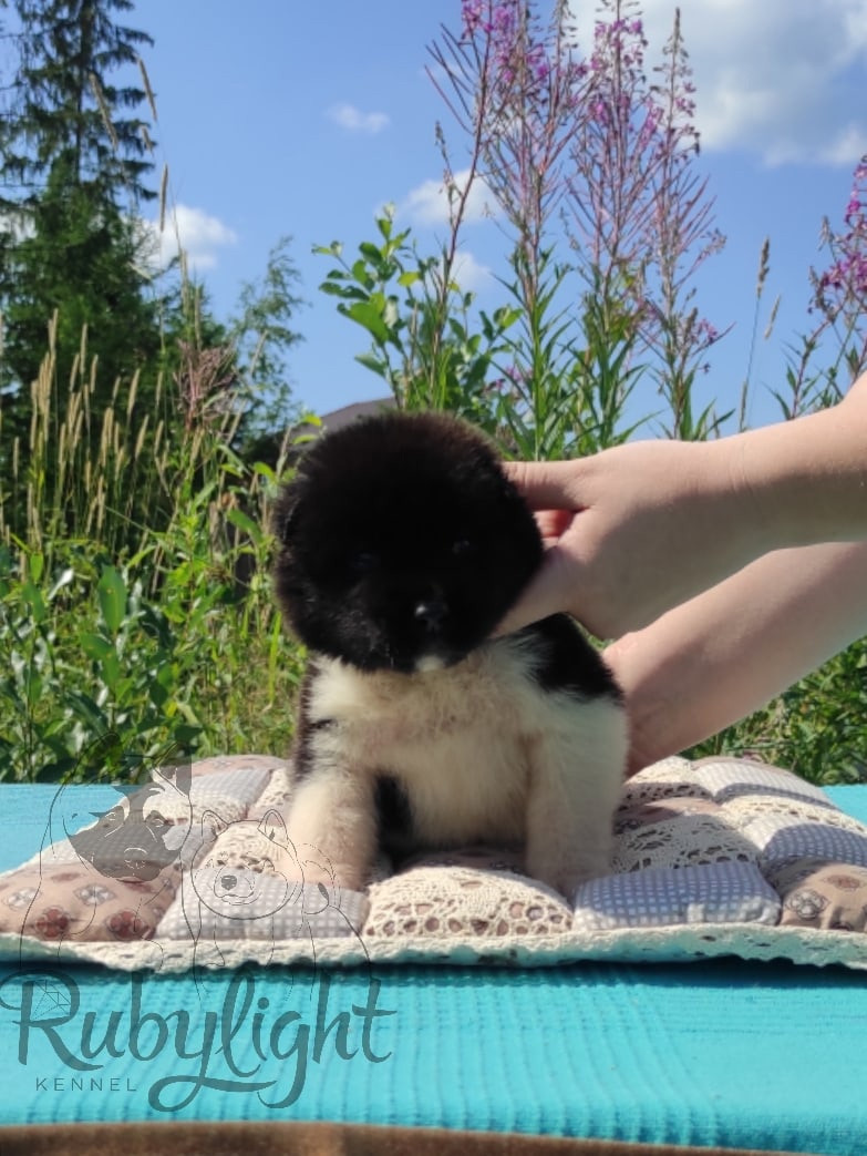 Щенки американской акиты