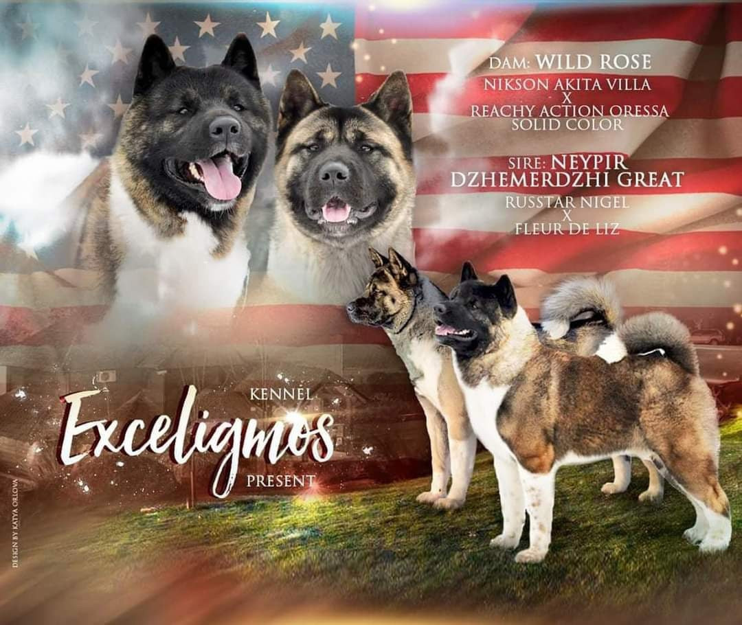 Exceligmos Ambra (Отец: Neypir Dzhemerdzhi GreatМать: Wild Rose) Американская Акита питомник RUBYLIGHT Санкт-Петербург