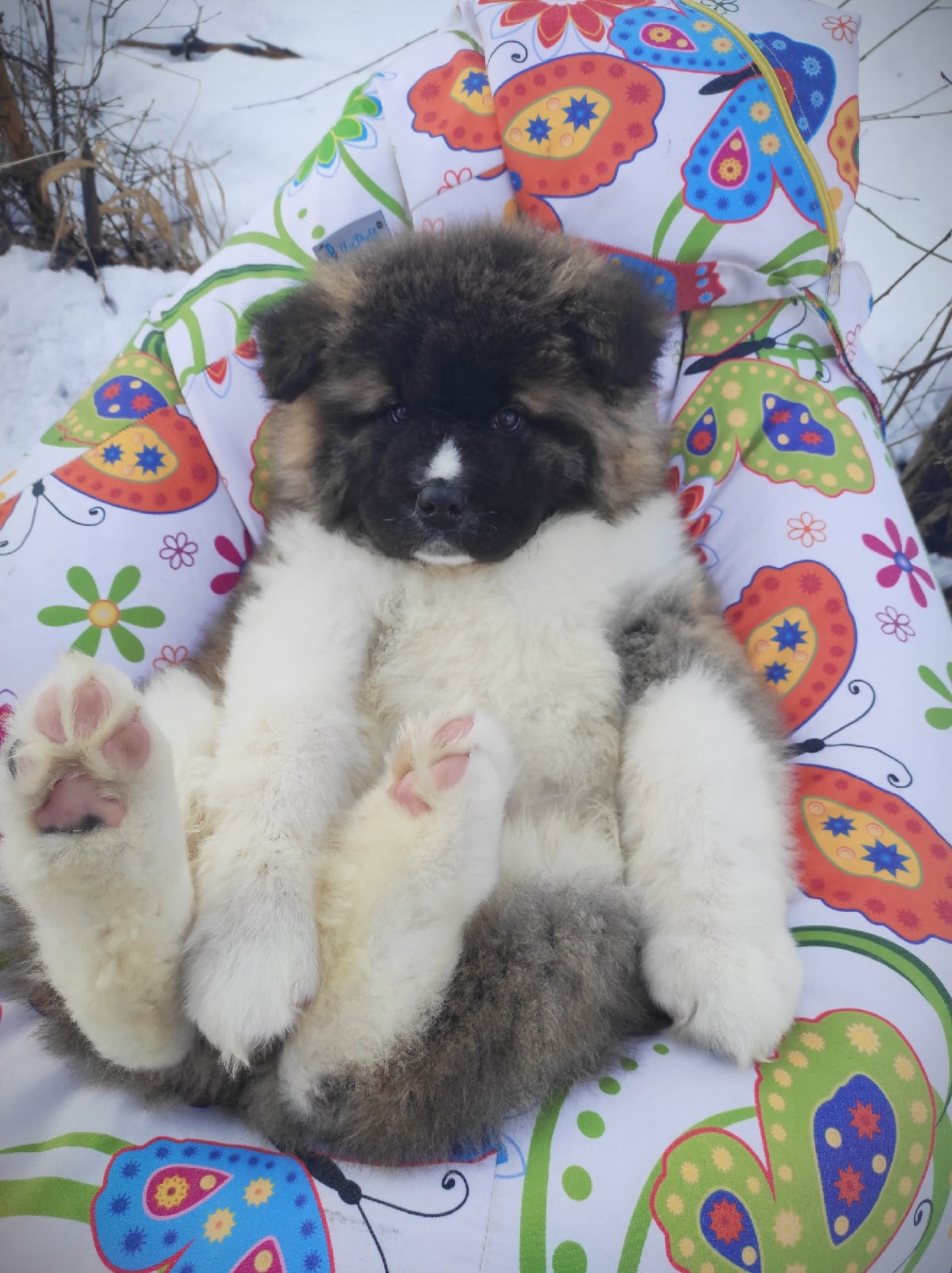 Американская акита щенки питомник