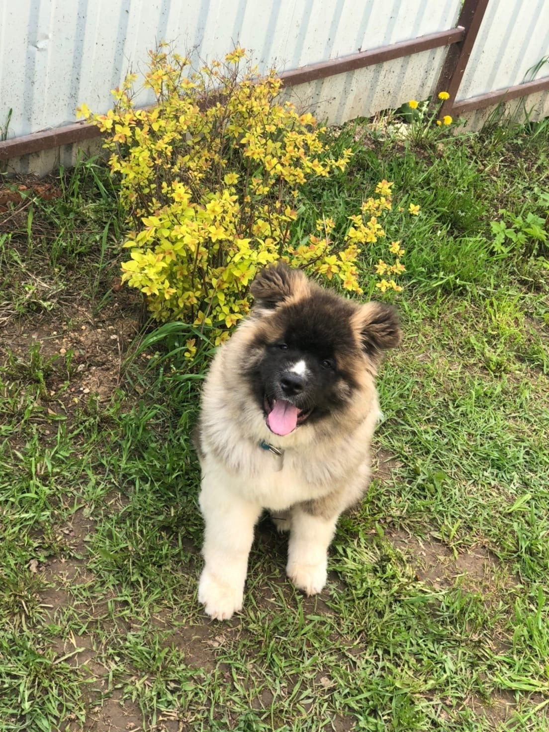 Американская акита щенки питомник