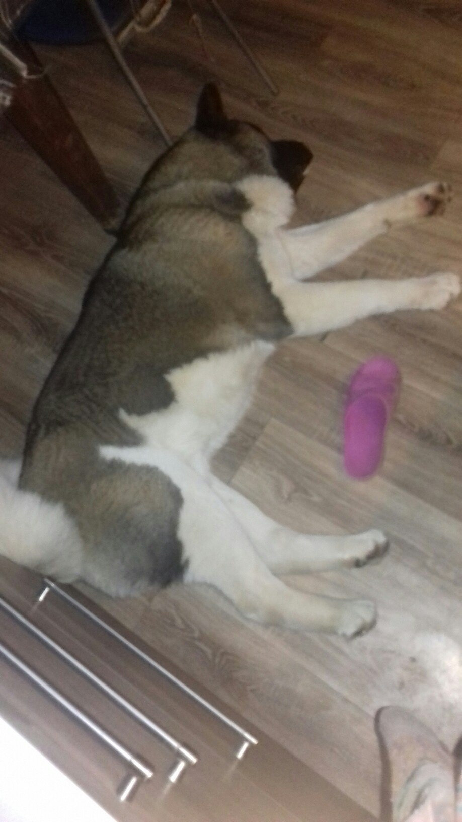 Американская акита питомник RUBYLIGHT. Американская акита I Сиба ину I Питомник RUBYLIGHT