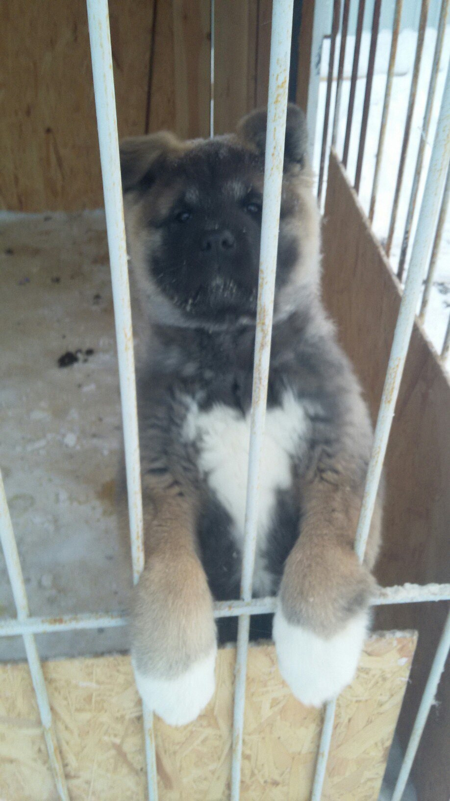 Американская акита питомник RUBYLIGHT. Американская акита I Сиба ину I Питомник RUBYLIGHT