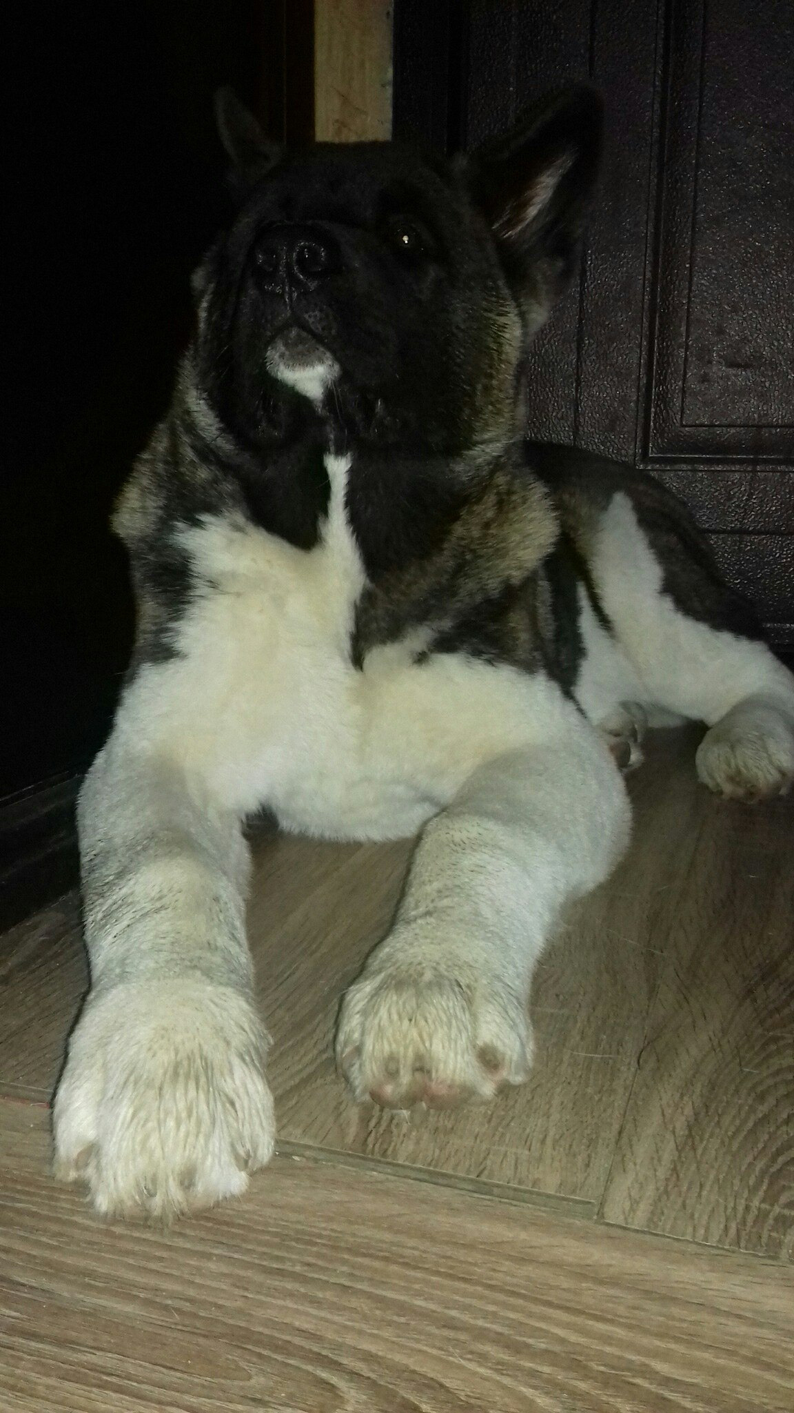 Американская акита питомник RUBYLIGHT. Американская акита I Сиба ину I Питомник RUBYLIGHT