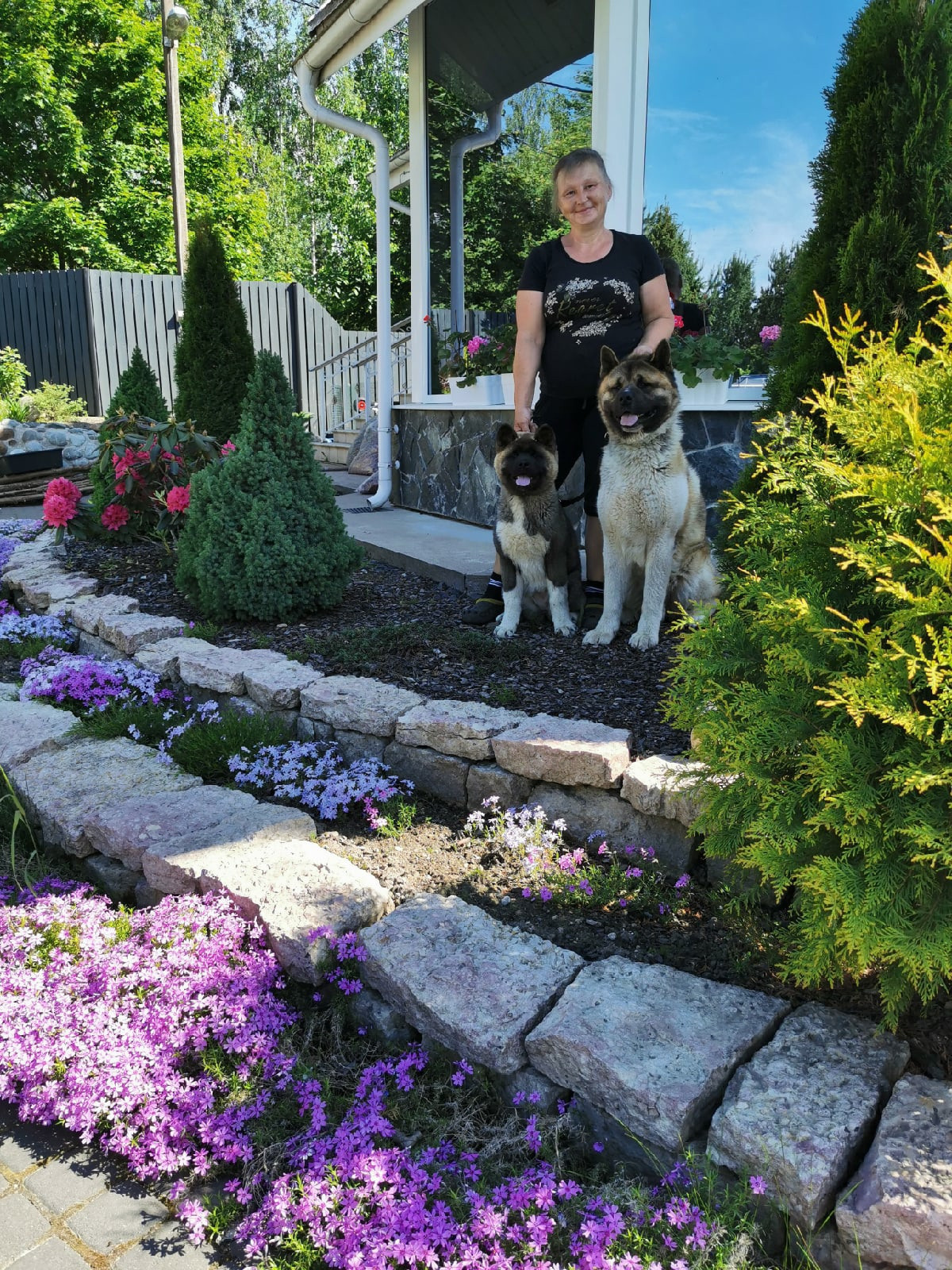 Американская акита щенки питомник