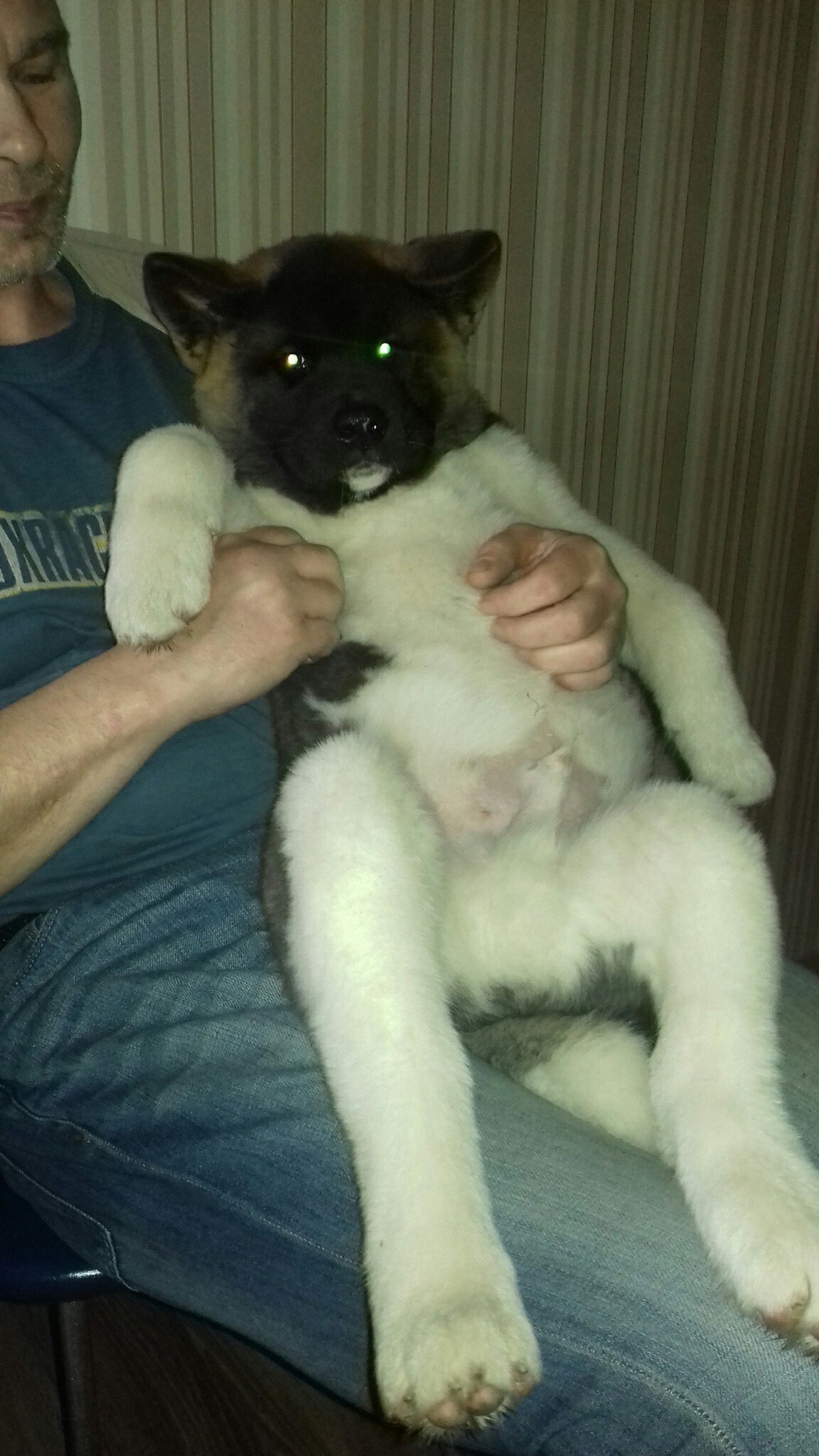 Американская акита питомник RUBYLIGHT. Американская акита I Сиба ину I Питомник RUBYLIGHT