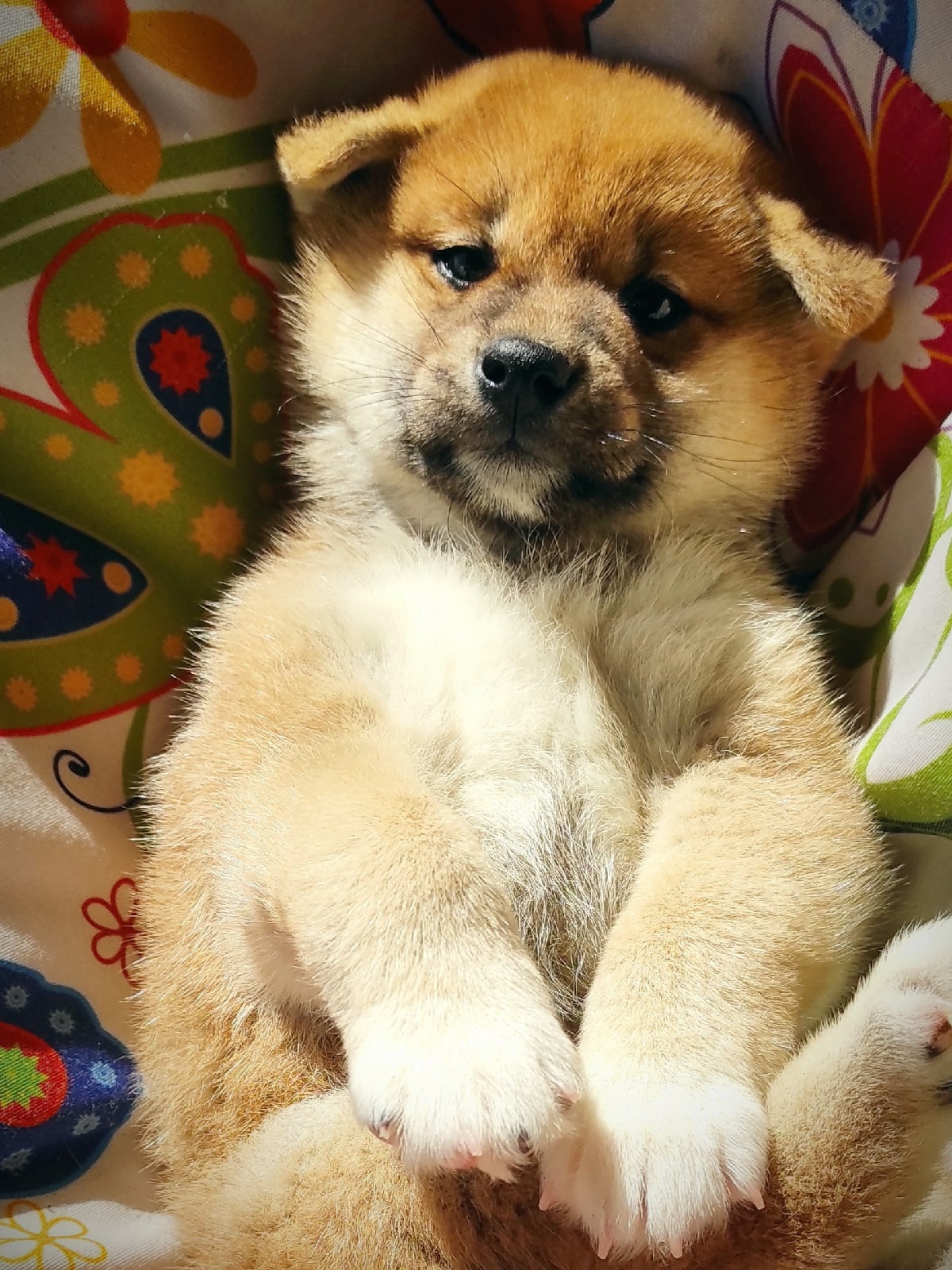 RUBYLIGHT IRON. AMERICAN AKITA RUBYLIGHT KENNEL I SHIBA-INU