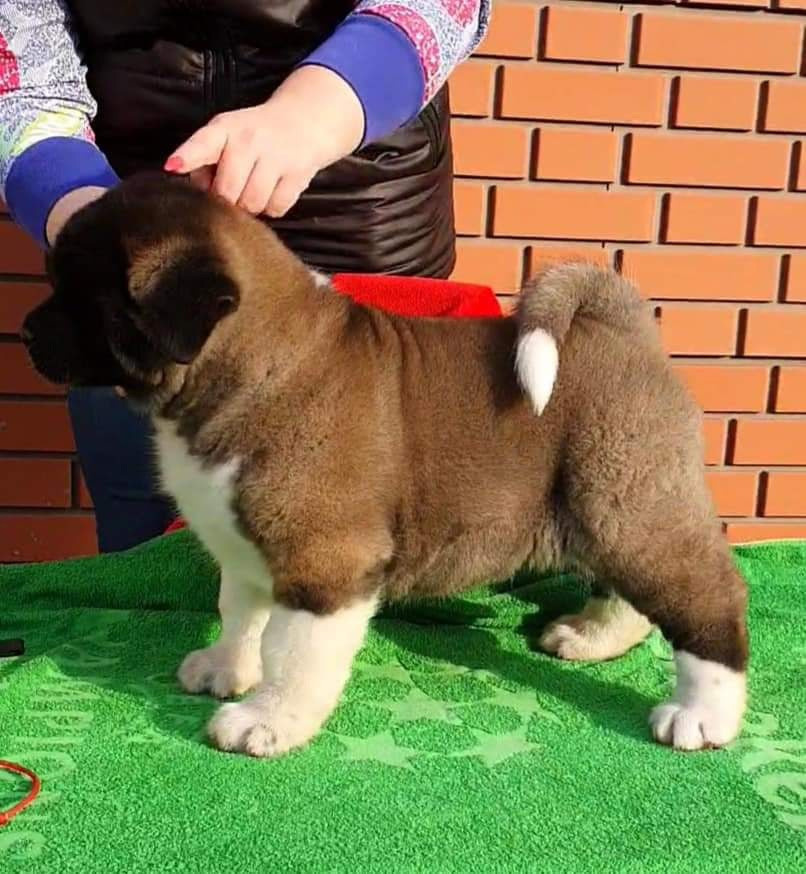 Triumf Sibiri Sting Shape of my Heart * Сэм  (Отец Zar Born To Be Famous Iz Ryzhei Stai , Мать Triumf Sibiri Dreams Come True)  Американская Акита кобель питомник RUBYLIGHT Санкт-Петербург