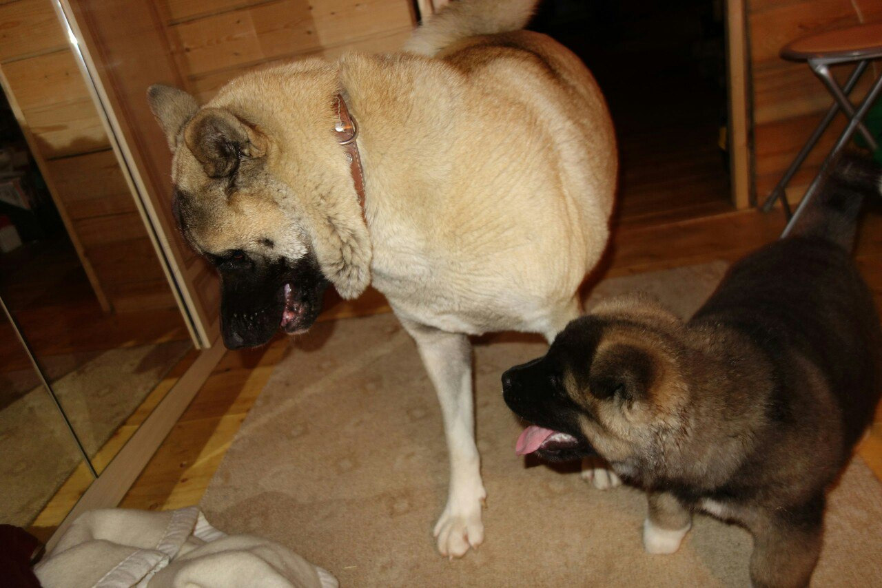 Американская акита питомник RUBYLIGHT. Американская акита I Сиба ину I Питомник RUBYLIGHT