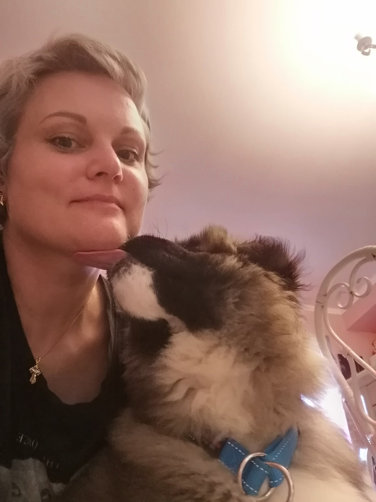 Американская акита щенки питомник