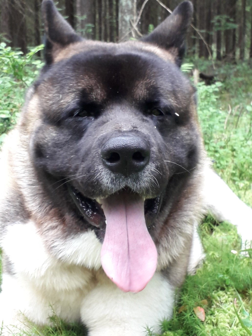 Американская акита питомник RUBYLIGHT. Американская акита I Сиба ину I Питомник RUBYLIGHT