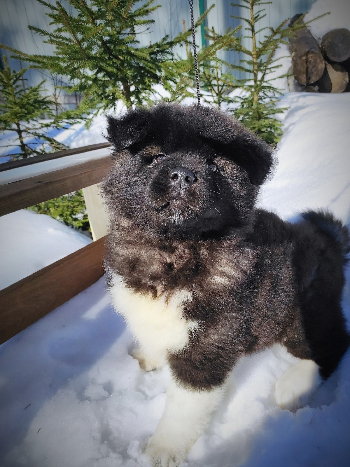 RUBYLIGHT HANNA * Ханна ( Отец: Alter Real Mercury , Мать: RUBYLIGHT BIYA )