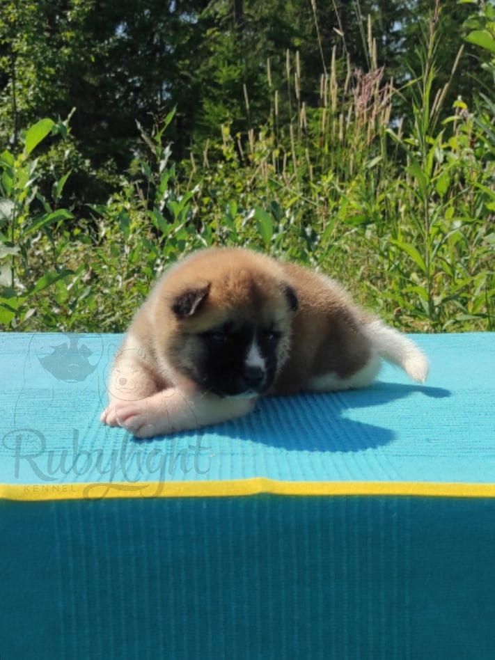 Щенки американской акиты