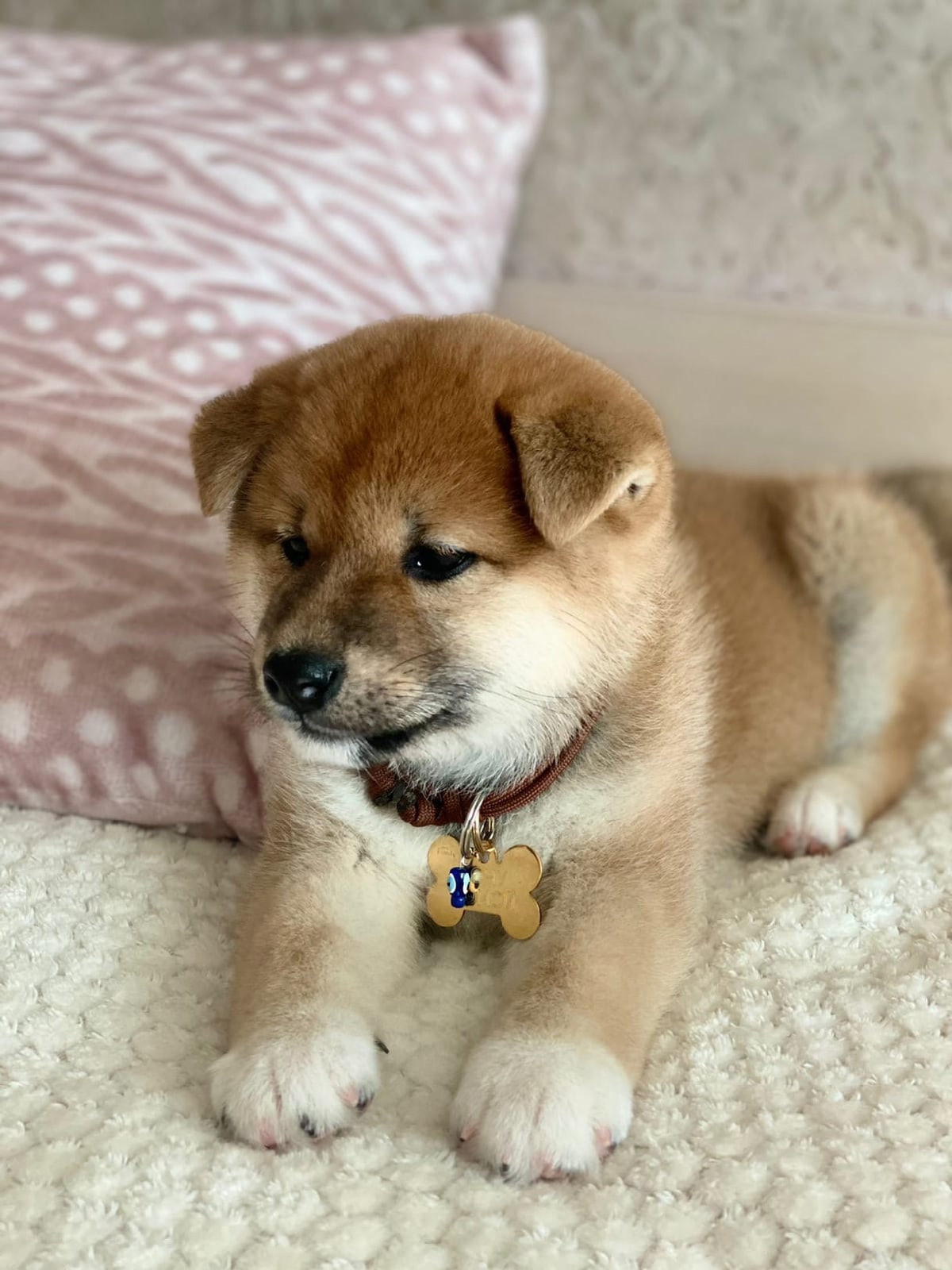 RUBYLIGHT IRON. AMERICAN AKITA RUBYLIGHT KENNEL I SHIBA-INU