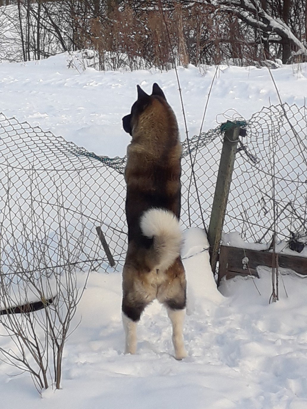 Американская акита питомник RUBYLIGHT. Американская акита I Сиба ину I Питомник RUBYLIGHT