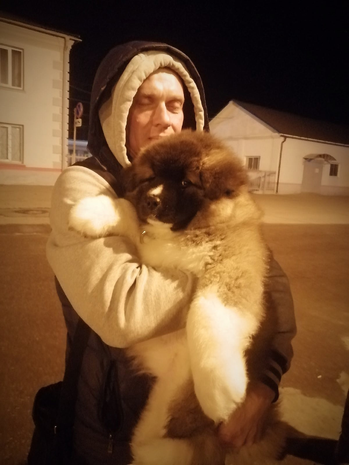 Американская акита щенки питомник