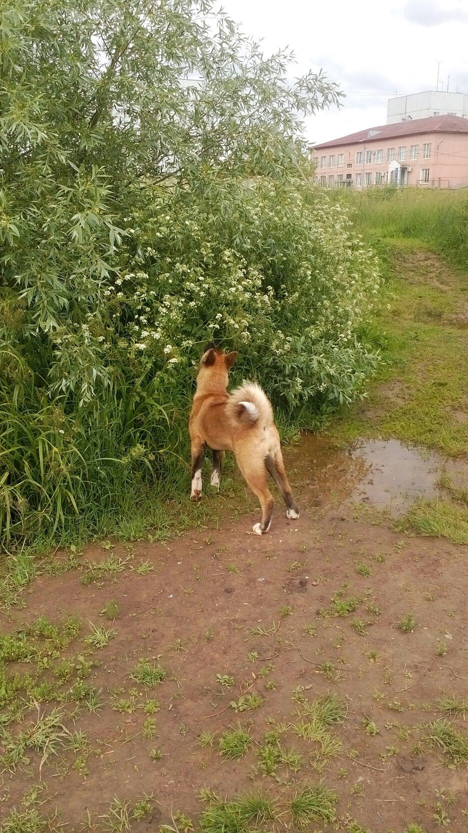 Американская акита питомник RUBYLIGHT. Американская акита I Сиба ину I Питомник RUBYLIGHT