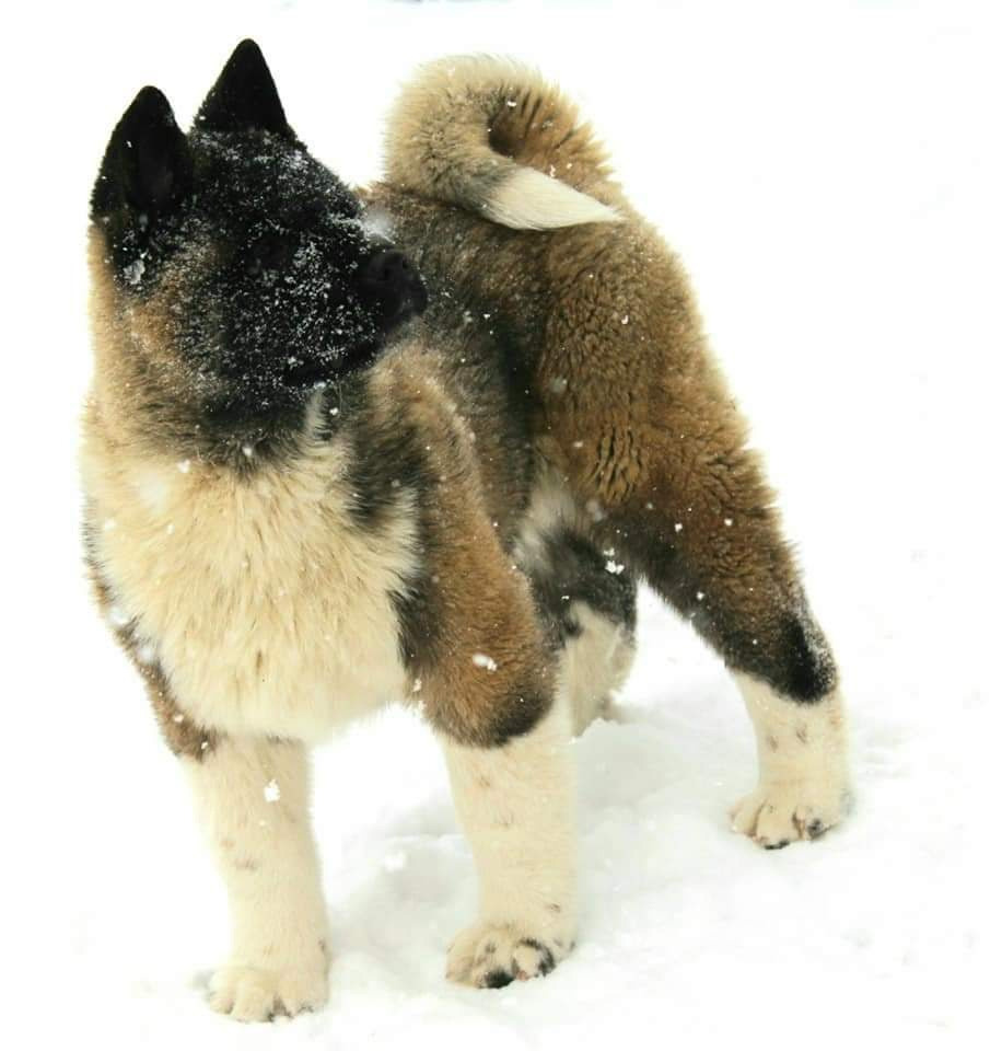 Triumf Sibiri Sting Shape of my Heart * Сэм  (Отец Zar Born To Be Famous Iz Ryzhei Stai , Мать Triumf Sibiri Dreams Come True)  Американская Акита кобель питомник RUBYLIGHT Санкт-Петербург