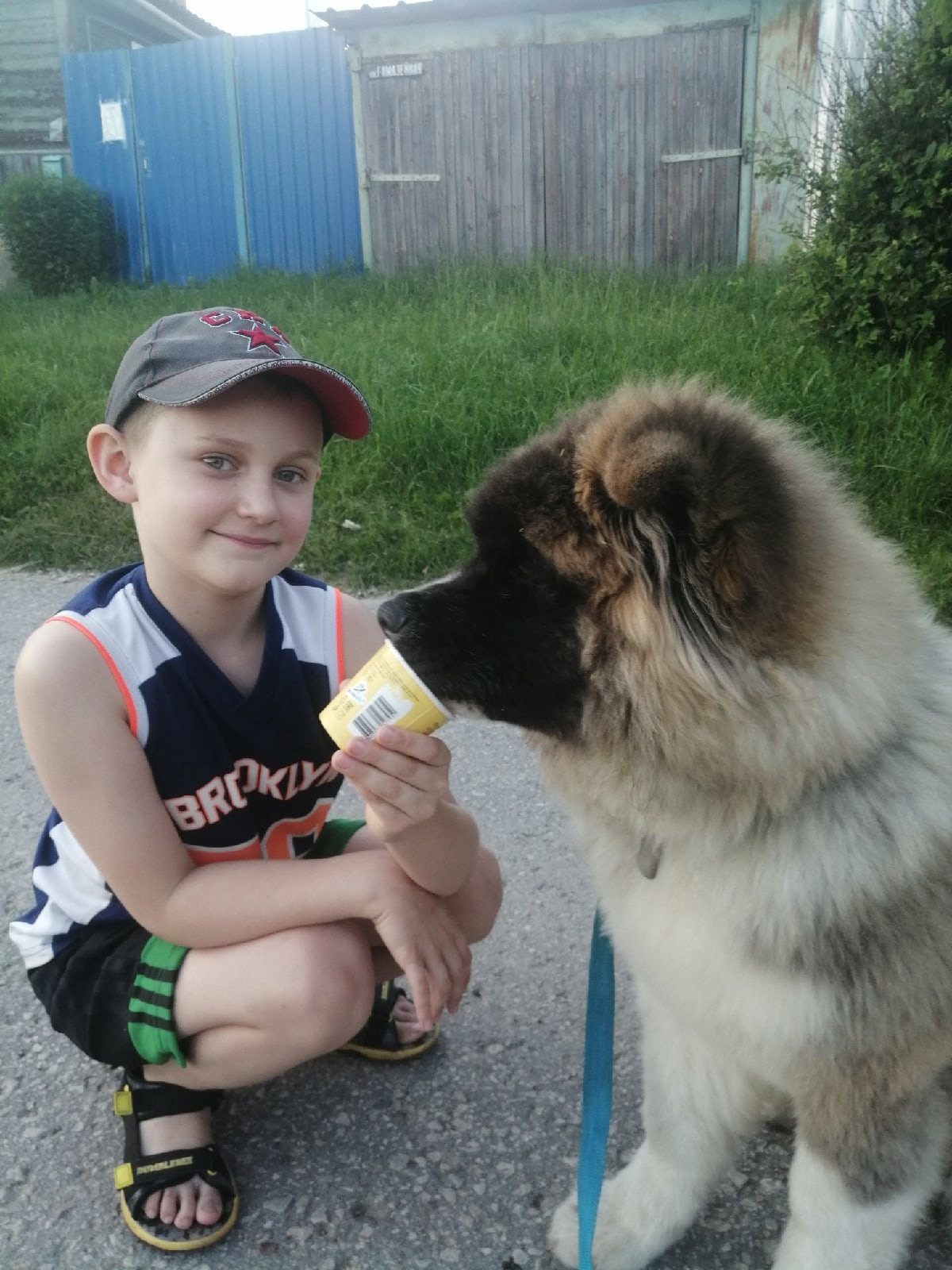 Американская акита щенки питомник