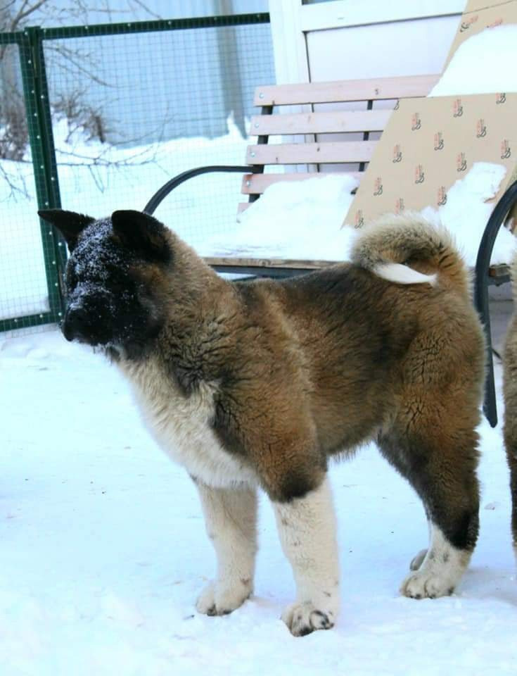 Triumf Sibiri Sting Shape of my Heart * Сэм  (Отец Zar Born To Be Famous Iz Ryzhei Stai , Мать Triumf Sibiri Dreams Come True)  Американская Акита кобель питомник RUBYLIGHT Санкт-Петербург