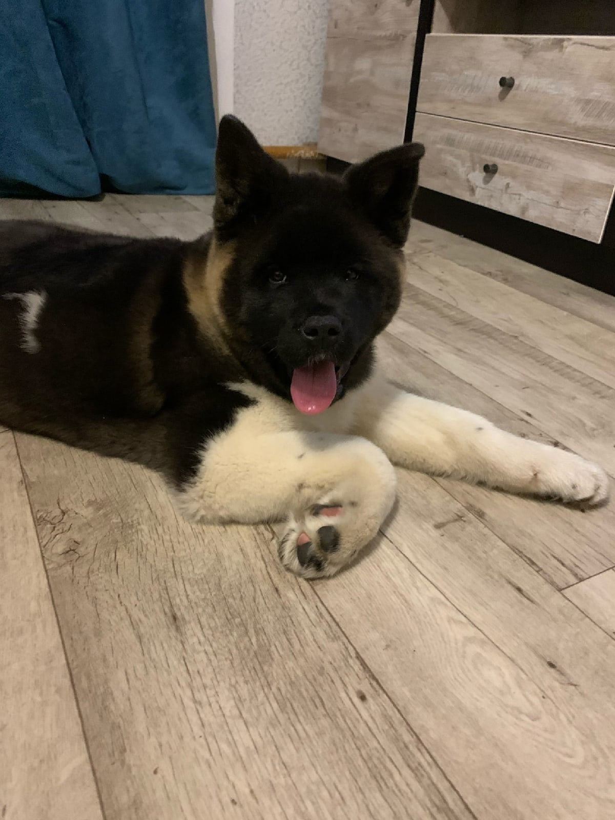 Американская акита щенки питомник