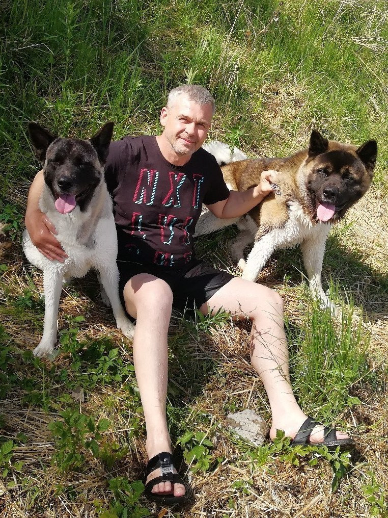 Американская акита питомник RUBYLIGHT. Американская акита I Сиба ину I Питомник RUBYLIGHT