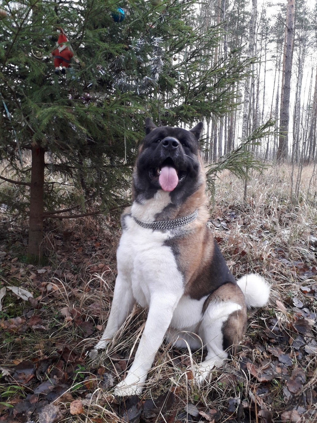 Американская акита питомник RUBYLIGHT. Американская акита I Сиба ину I Питомник RUBYLIGHT