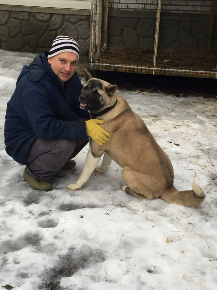 Svargas Dancing in the rain. AMERICAN AKITA RUBYLIGHT KENNEL I SHIBA-INU
